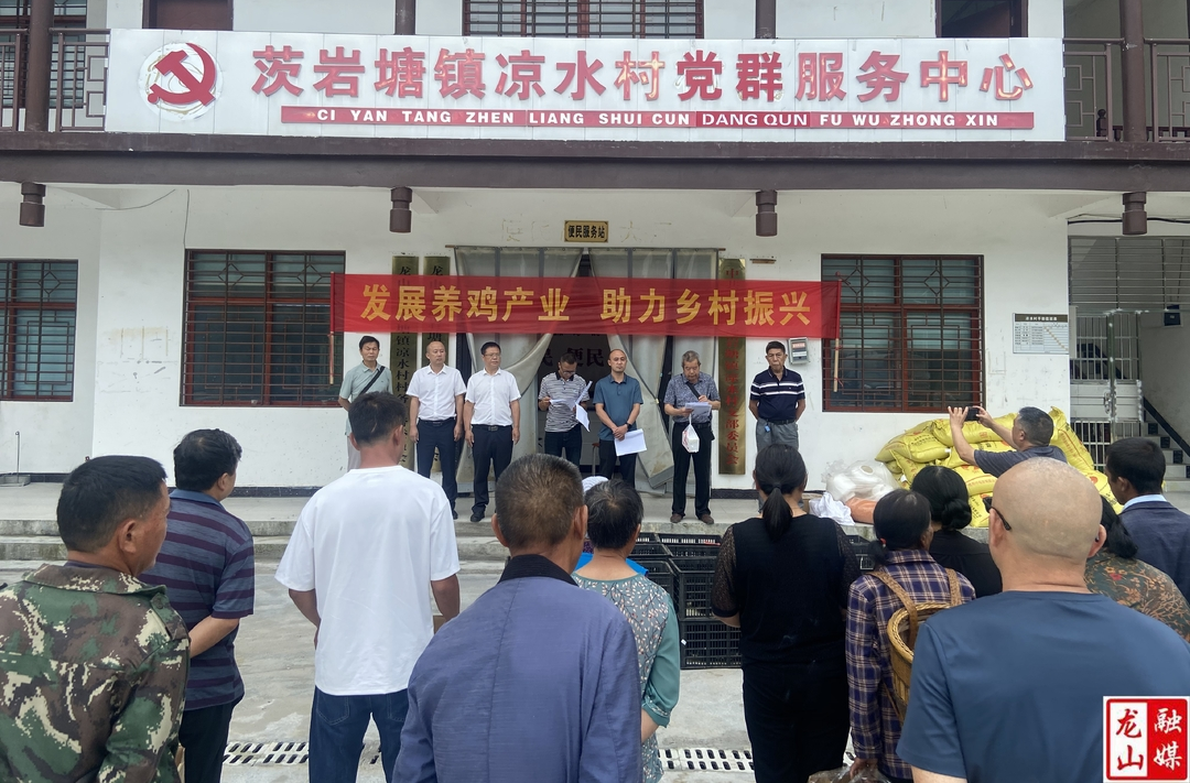 免费发放鸡苗   助力乡村振兴