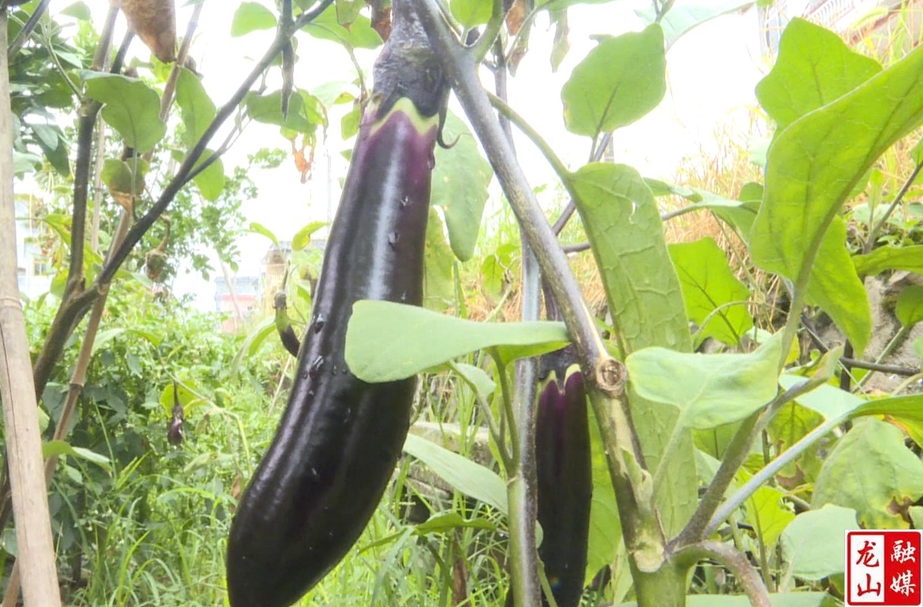 适度降雨助力农作物生长