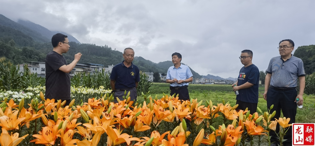 县政协开展中药材产业建设调研