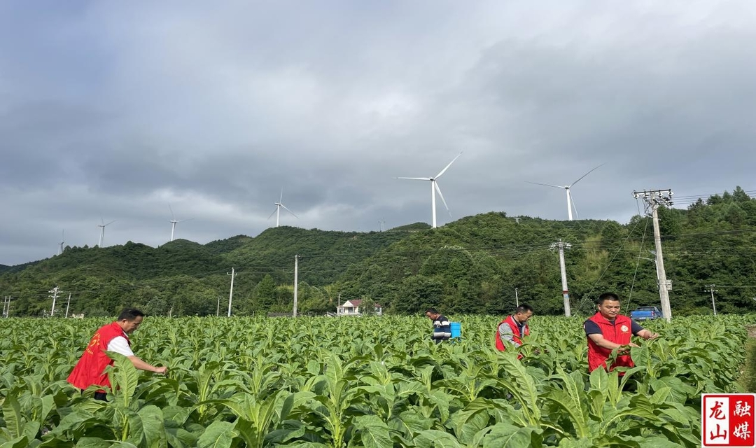 “绿”烟田里的志愿“红”