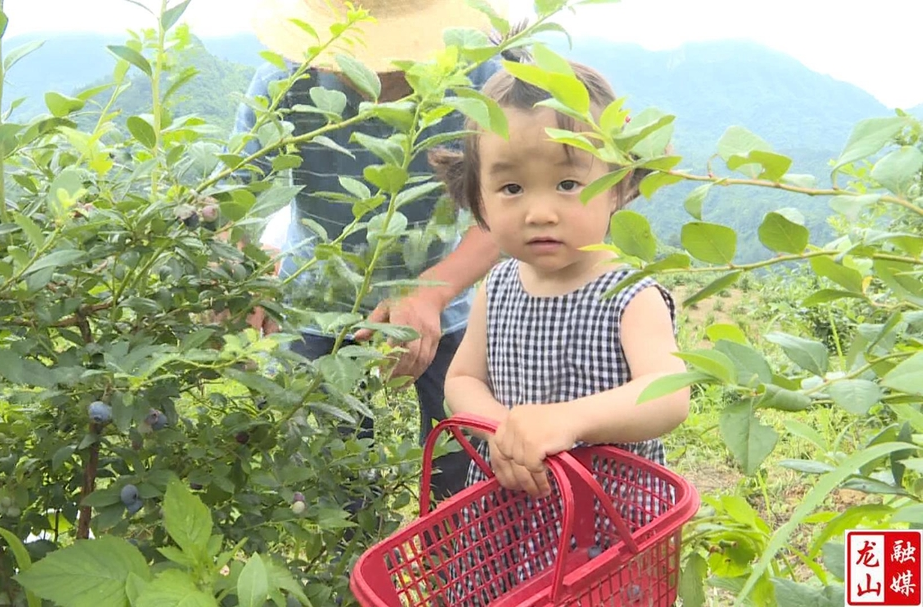 岩门口村：蓝莓采摘正当时