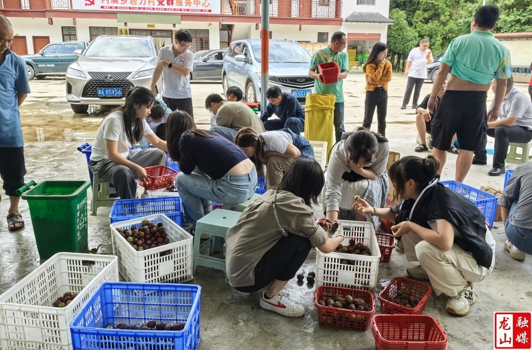 内溪乡紧急抢收蜜汁李 减少集体经济损失