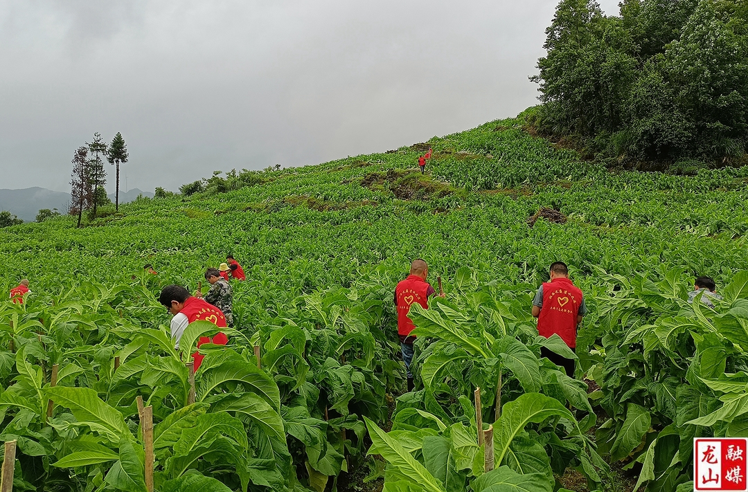 大安乡助力烟农灾后自救