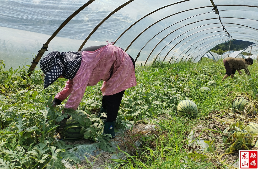 甘比社区：夏日酷暑 美都西瓜喜获丰收