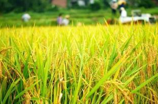 三湘时评丨“预”字当先，应对前涝后旱挑战