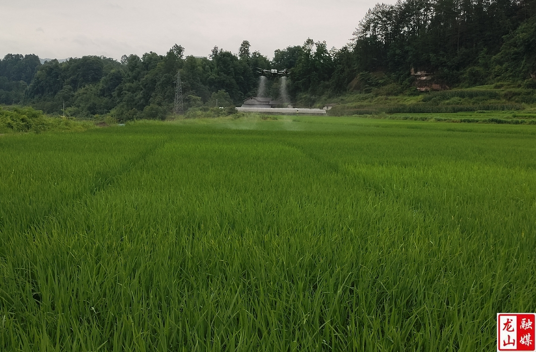 无人机飞防作业助力水稻稳产增收