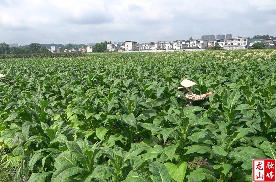 龙山：加强烤烟培管 为丰收打好基础