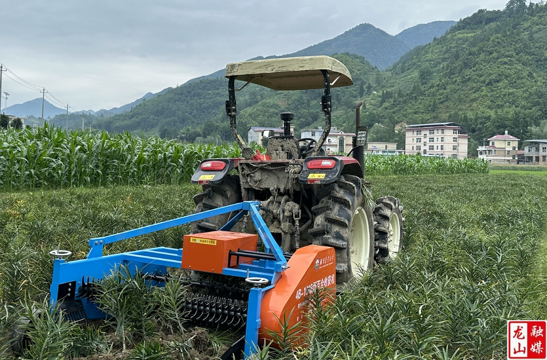 百合采收忙 一片好“钱景”