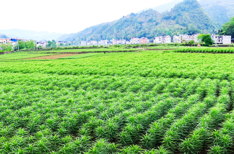 龙山百合从卖产品到“种”风景@湖南日报市州头条