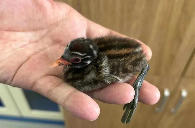 不要救！不要救！看见它们要注意