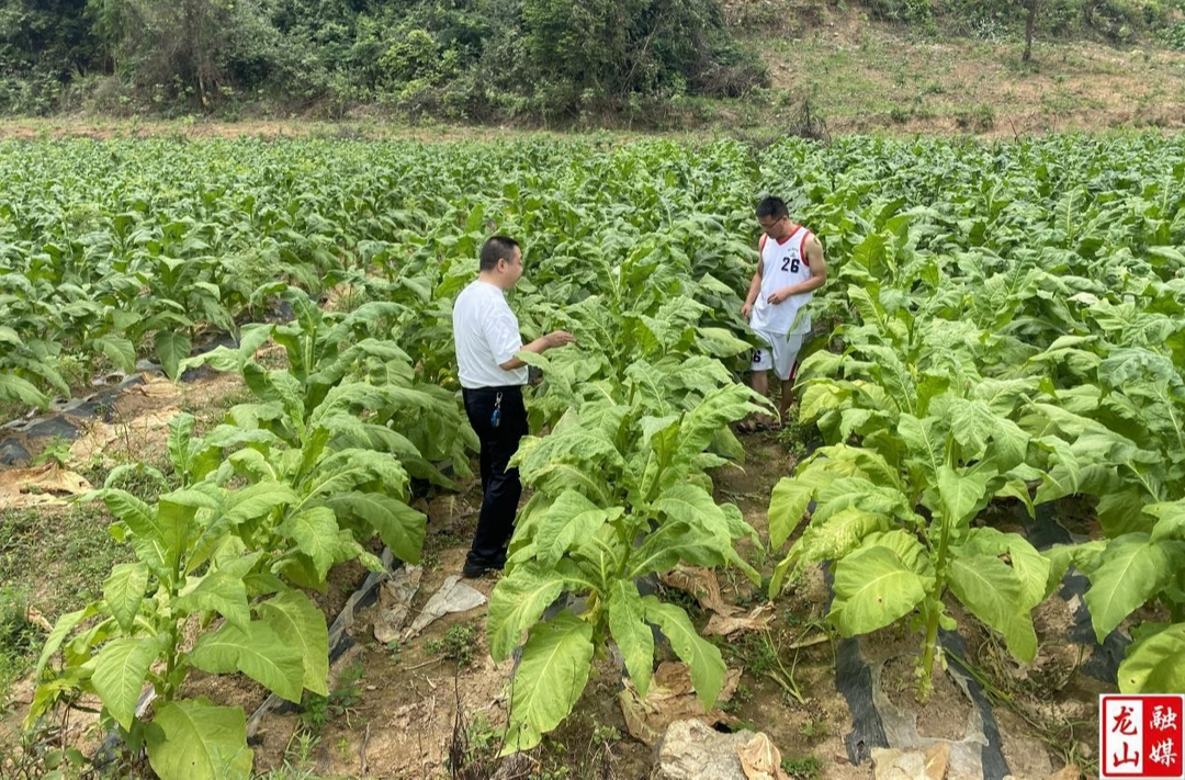 里耶镇：对口帮扶新思路 烤烟种植探致富