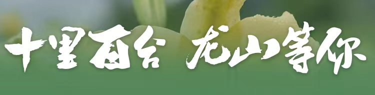 十里百合 龙山等你