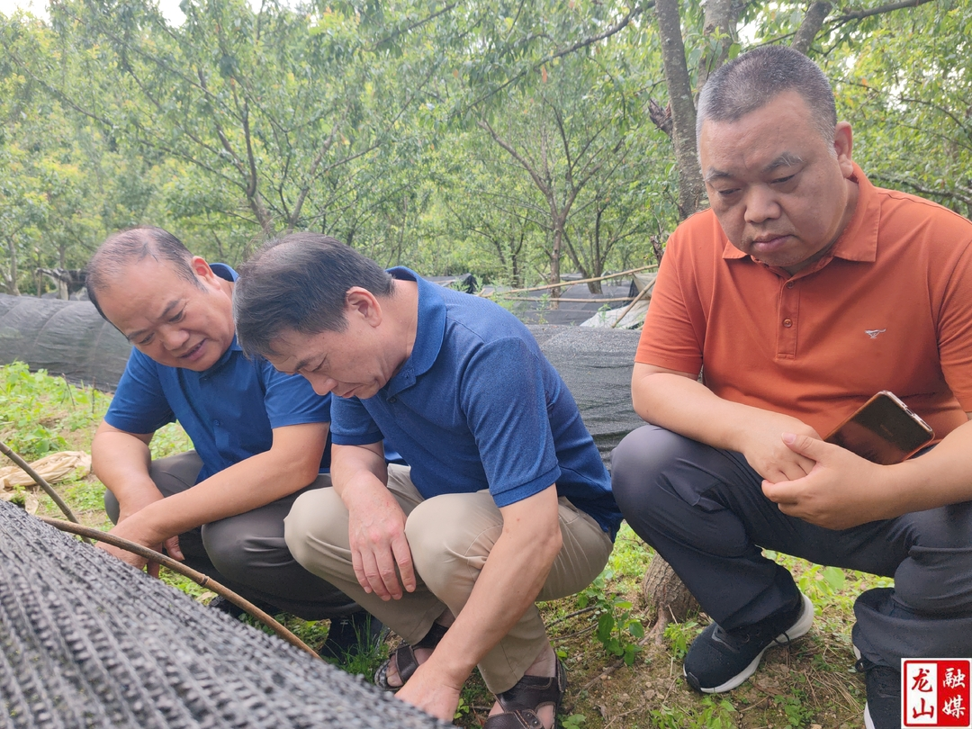 龙山县中央财政林业科技推广示范项目通过中期绩效评估