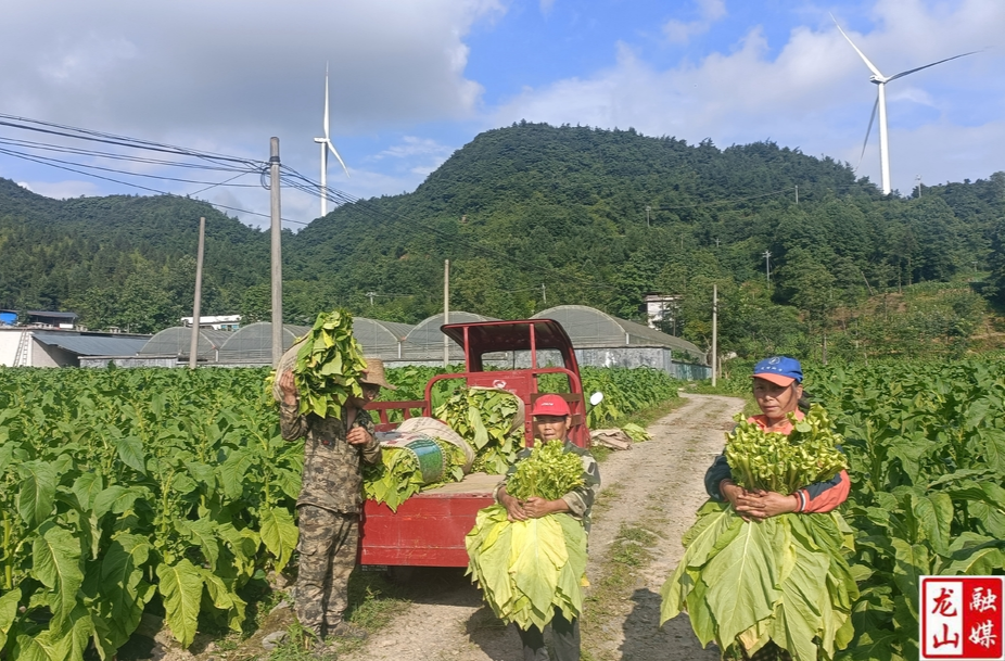 大安乡翻身村首房烤烟开始烘烤