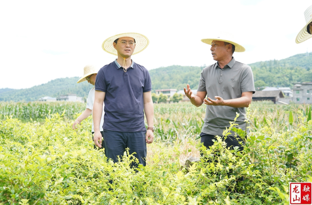 杜宸亿到靛房镇调研乡村振兴对口帮扶工作