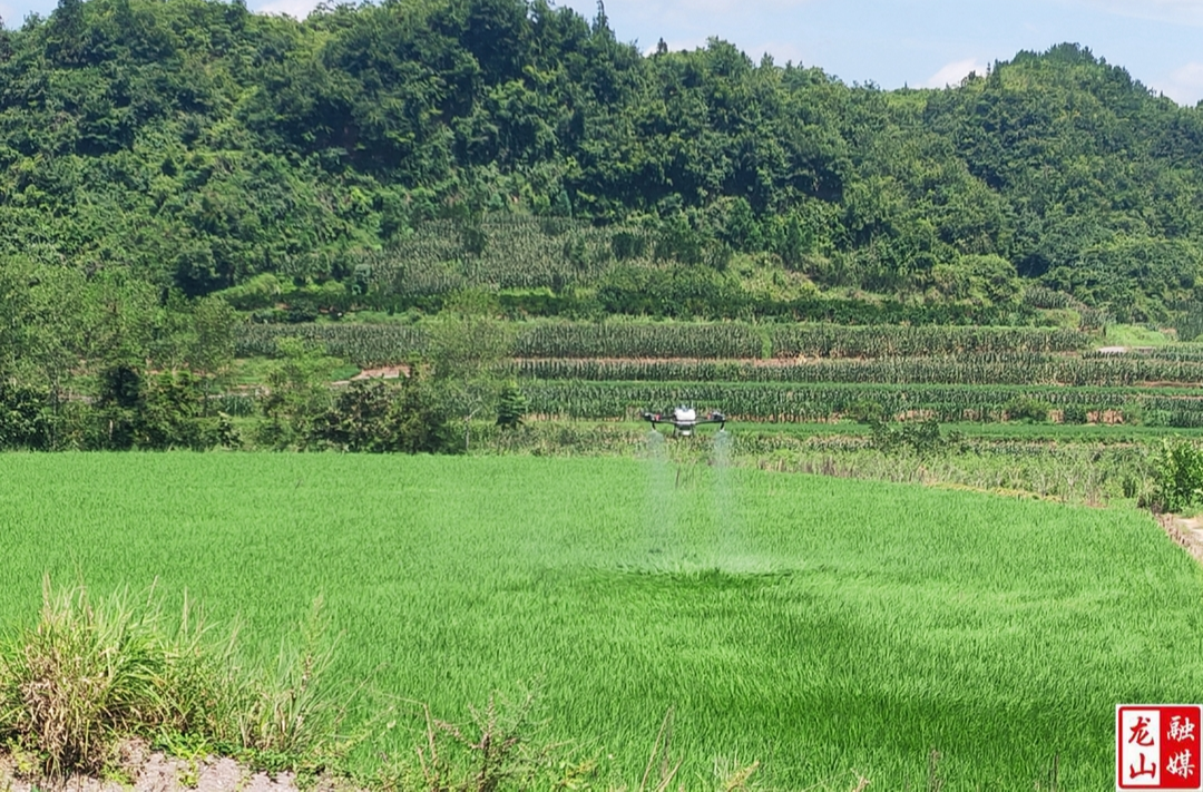 农技专家指导水稻农药减量增效防治技术