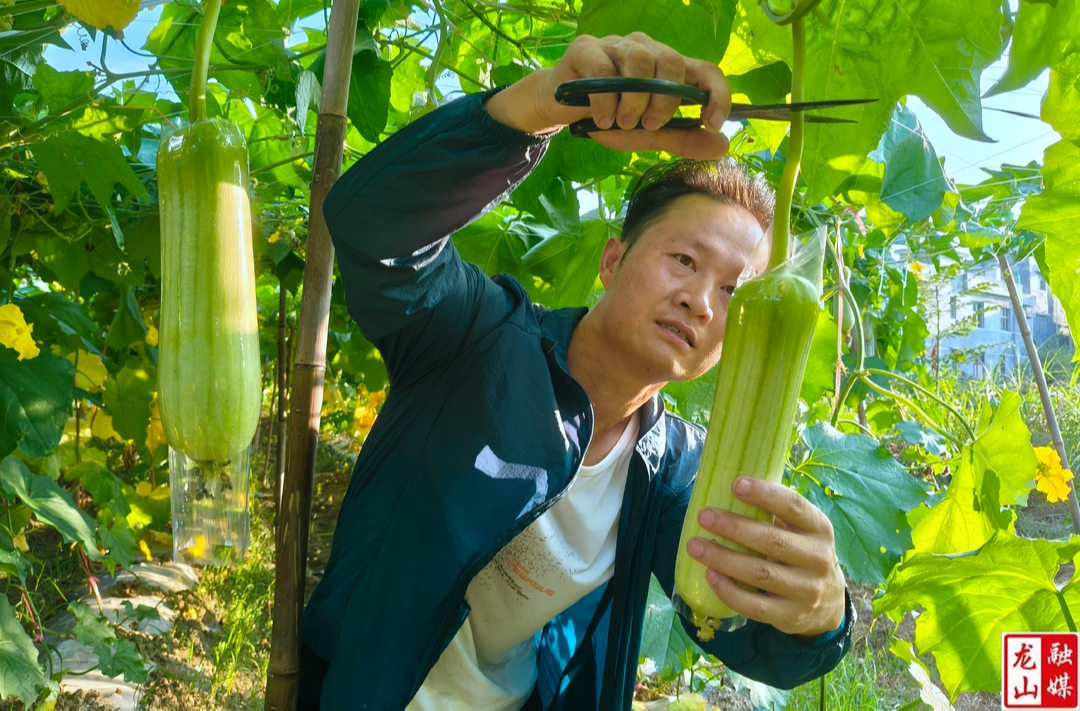 石羔街道：小白玉丝瓜丰收 拓展致富新“丝”路