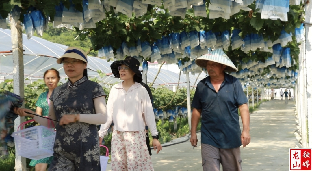 石牌镇：小葡萄串起乡村振兴“致富链”