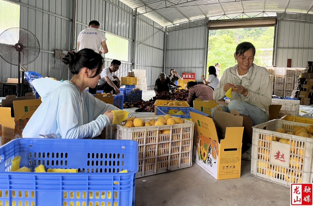 三个堡村：黄桃喜迎丰收