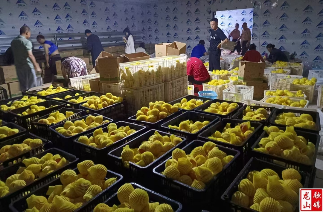 苗儿滩镇：助农抢收解民忧 志愿服务暖民心