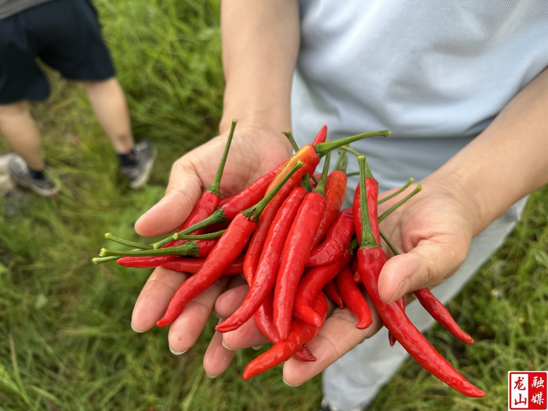 朝天椒长势喜人 丰收在望