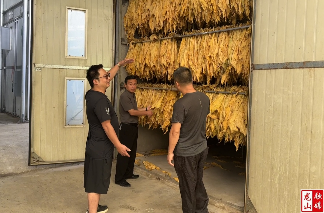 大安乡：绿叶变“金叶”  喜迎“赶烤”季