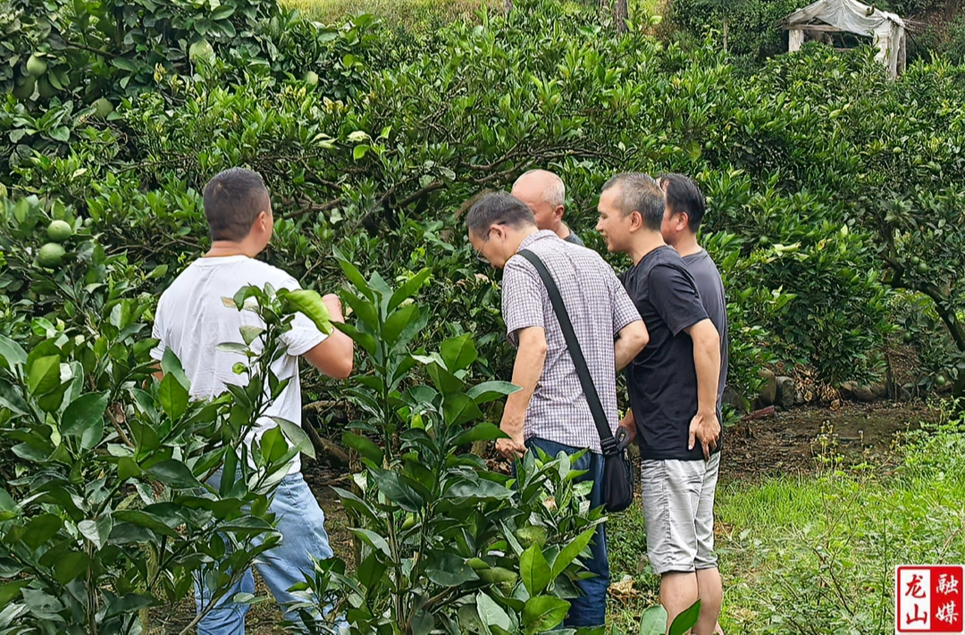 县农业农村局专家在里耶镇进行柑橘病虫害防治技术指导