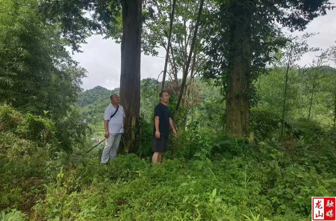 洛塔乡开展古树名木资源复查工作 守护绿色“活化石”