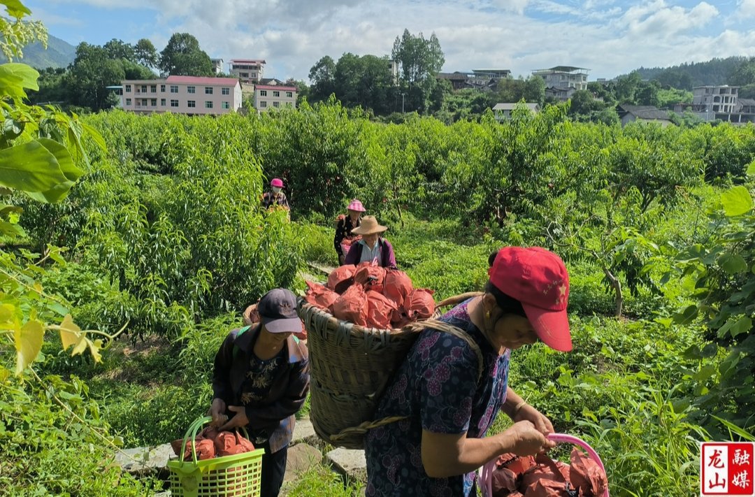 苗儿滩镇：黄桃丰产促增收 集体经济立潮头