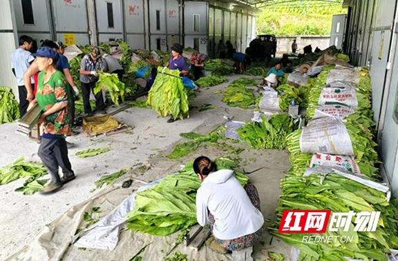 兴产业惠民生——长沙市对口帮扶为龙山县发展添“动能”