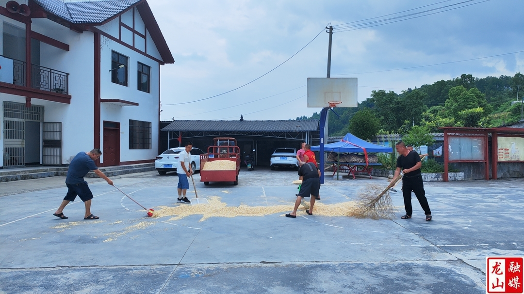 红星村：玉米抢收进行时