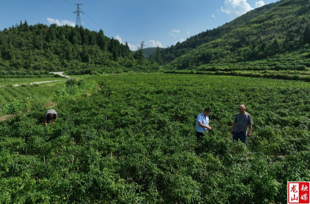 龙山税务驻靛房镇信地村工作队：“小辣椒”种出“大产业”