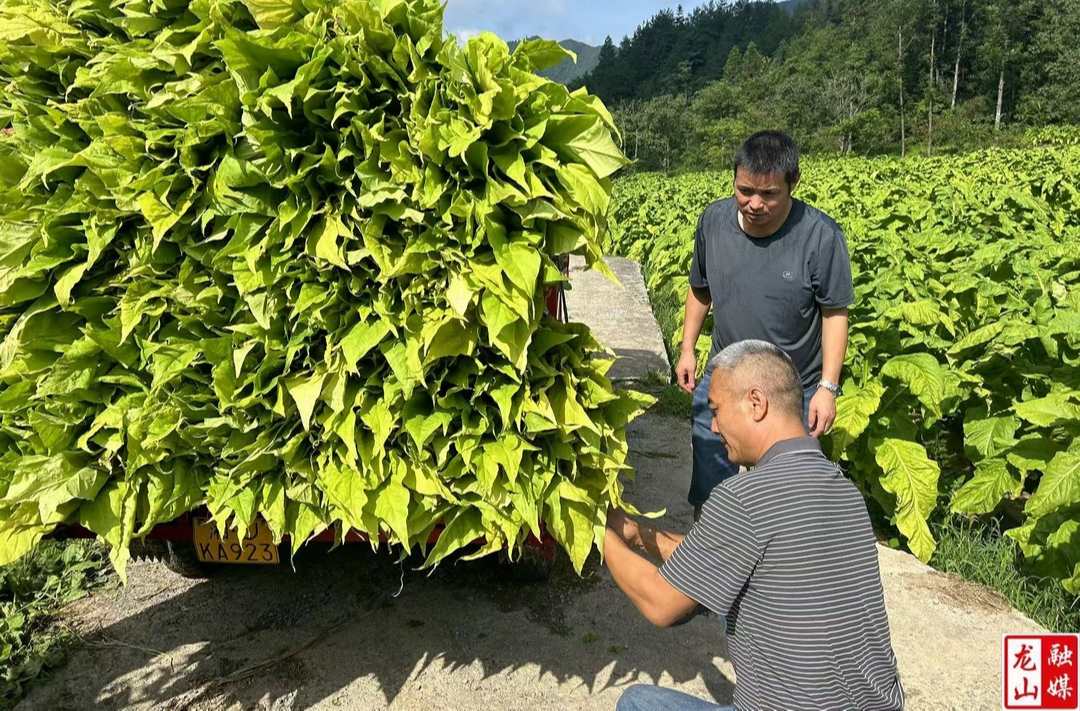 大安乡：1.36万亩烤烟迎来烘烤“热潮”