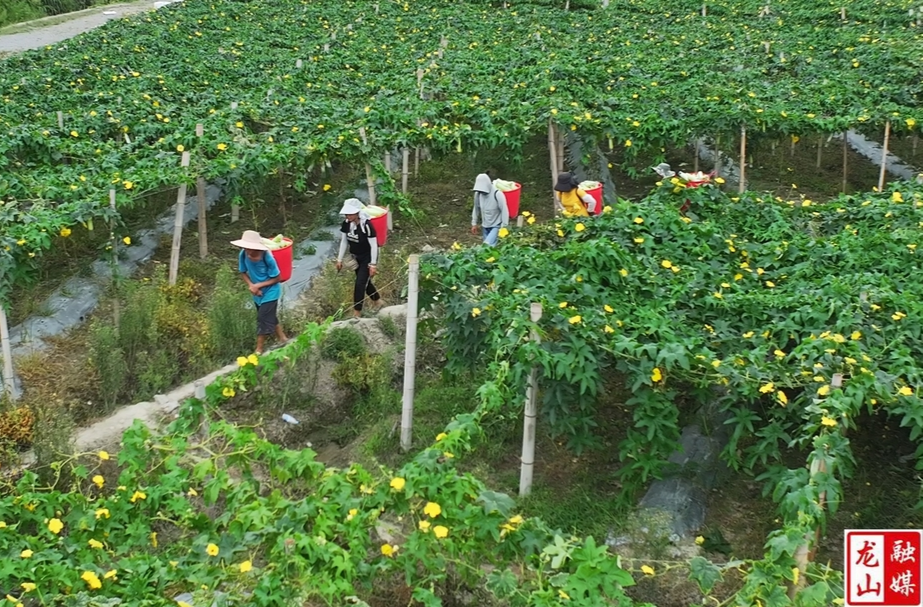 桂塘镇：“胖妞”喜丰产 结出村集体硕果