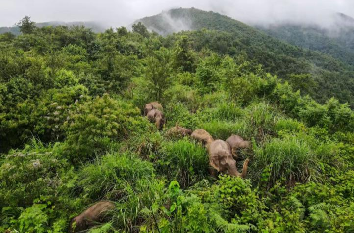 跟着总书记探寻古籍里的生态文化·理念篇丨“中华文明历来崇尚天人合一、道法自然”