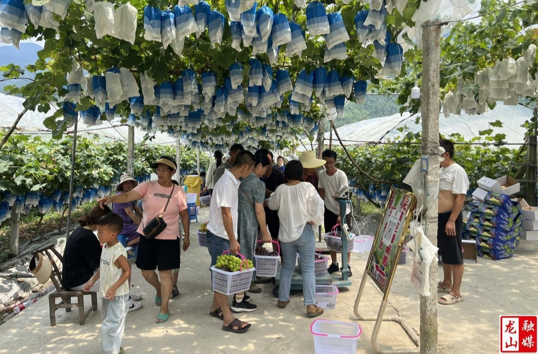 石牌镇：葡萄飘香引客来  “甜蜜”经济促增收