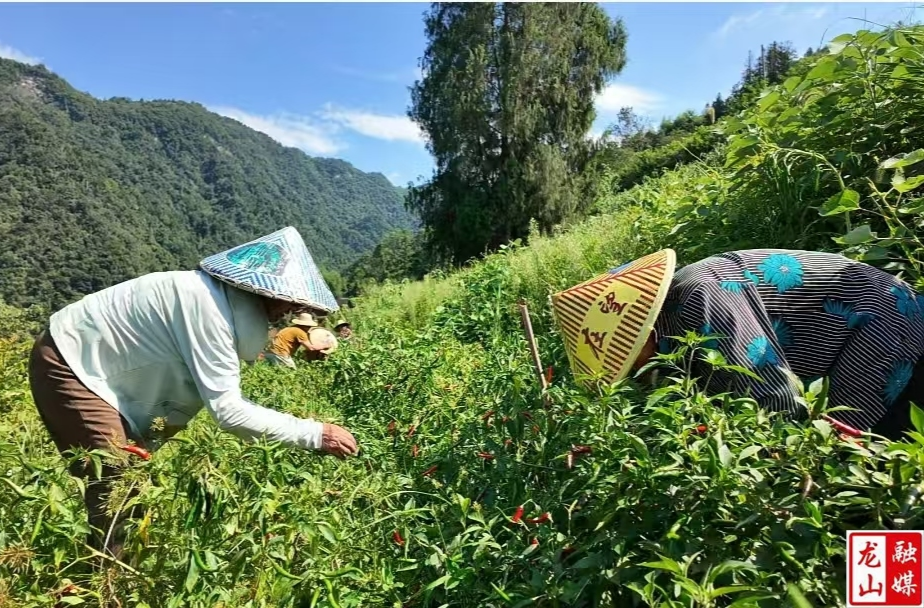 苗儿滩镇：丰收“辣”   “椒”出集体经济新答卷