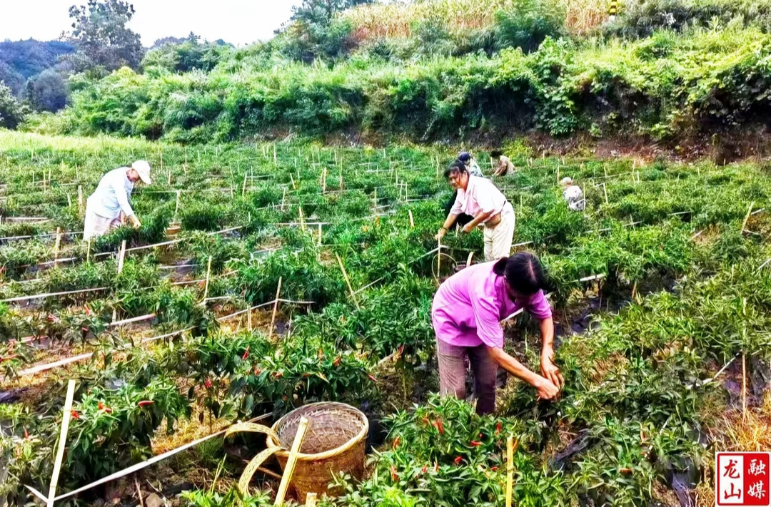 咱果乡：党建引领产业路 弹奏红色“椒”响曲