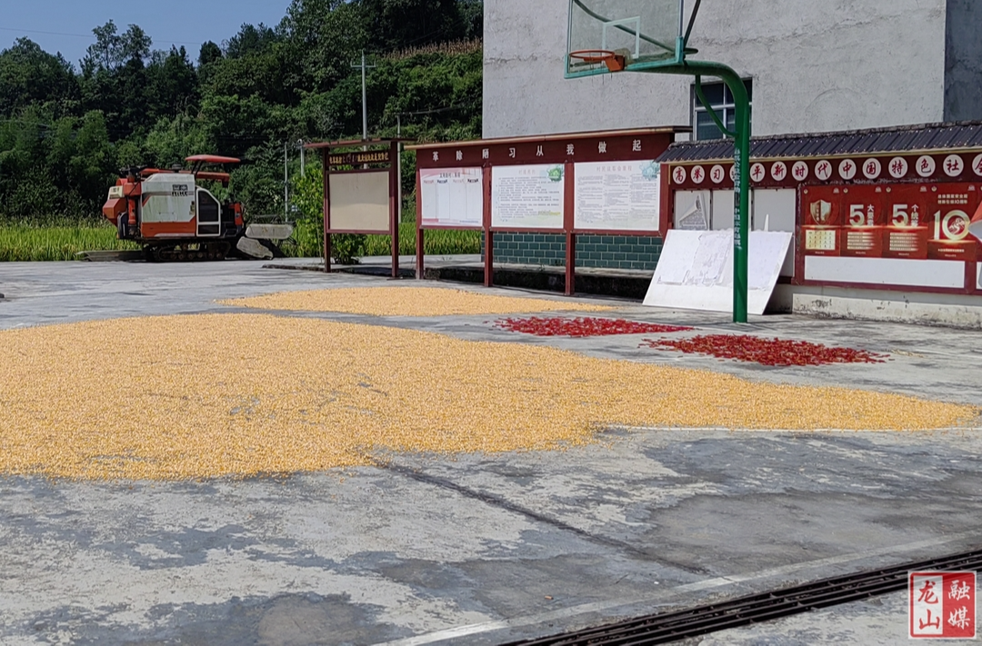 石羔街道包家垅村：村部变为“晒粮场”  暖民心