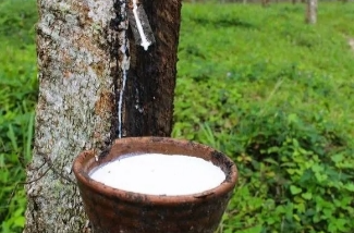 前7月湖南对越南进口增长26.4% 以橡胶、农食产品为主