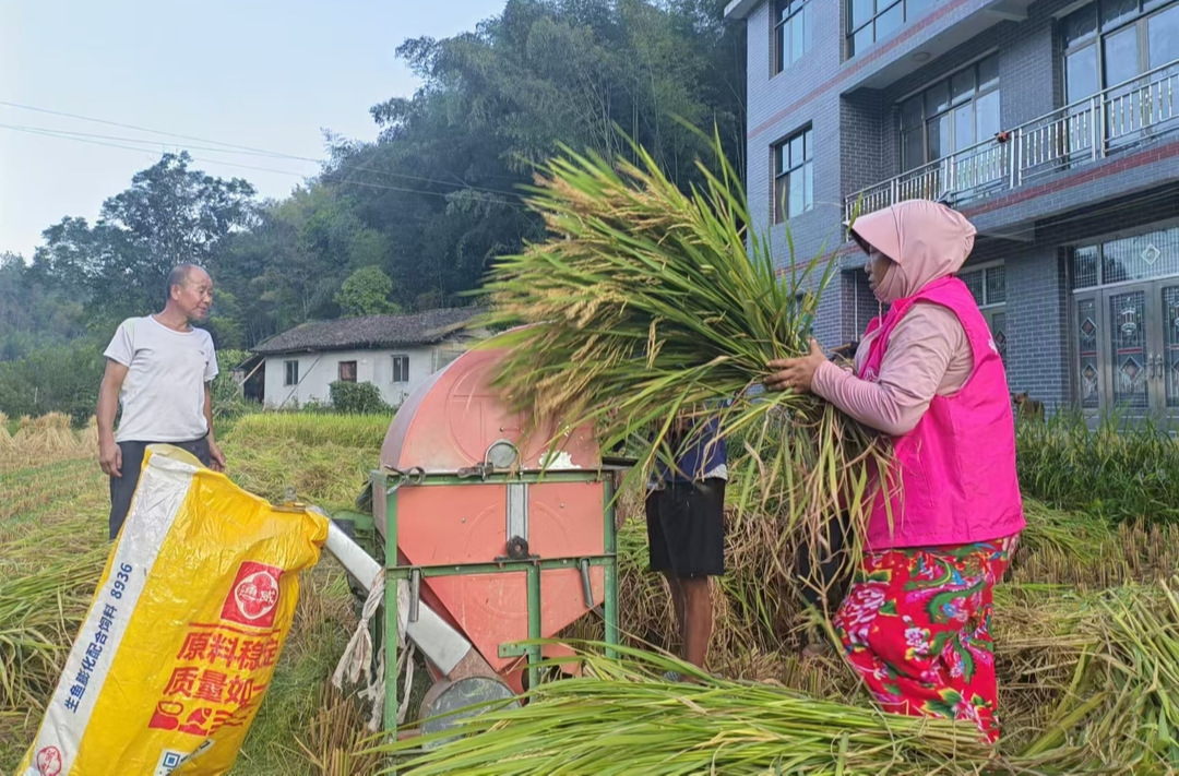 州交通运输局驻沙湖村工作队开展助农秋收稻谷志愿活动
