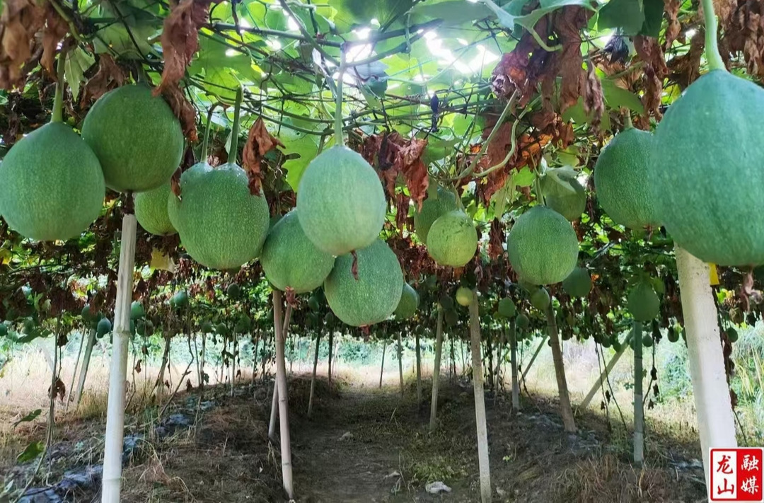 咱果乡：瓜蒌香飘振兴路