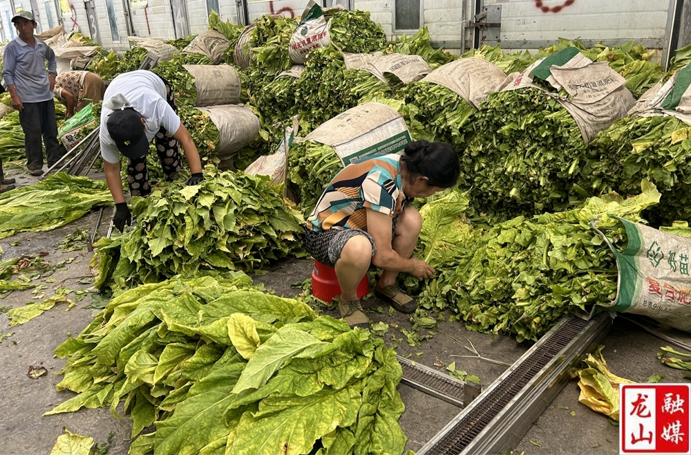 大安乡木鱼坪村：烤烟助力乡村振兴