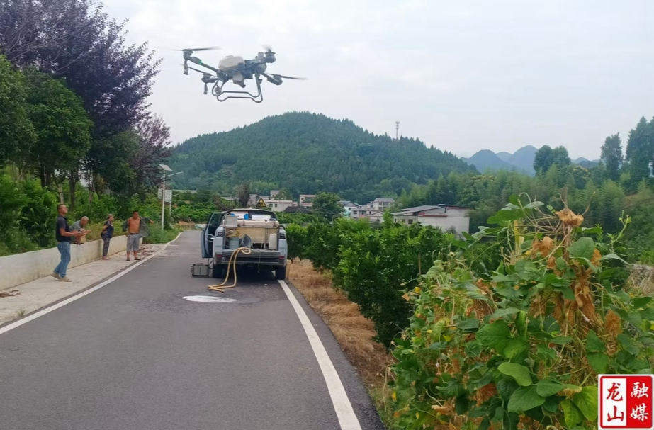 里耶镇全力防治柑橘木虱 守护柑橘产业