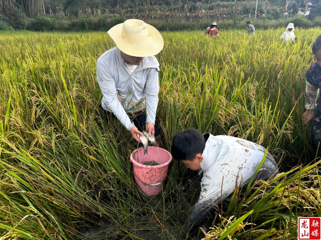 中湾村：稻花鱼助力集体经济发展