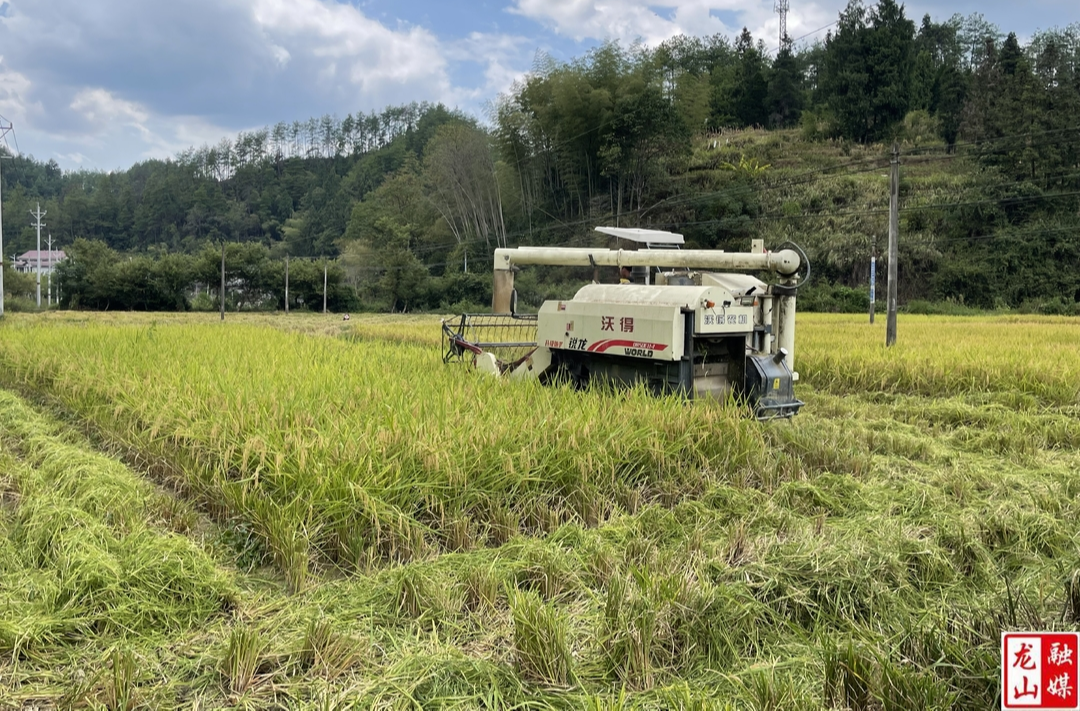 县农机事务中心水稻开镰 科学机收助力颗粒归仓