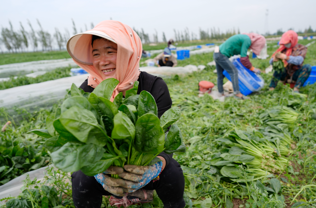 今夏蔬菜价格为何持续上涨？农民赚到钱了吗？