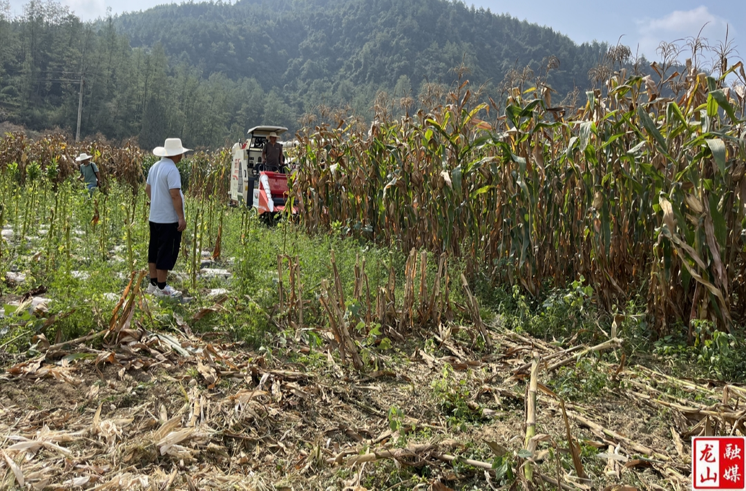 机械化收割玉米 省时省力节约成本