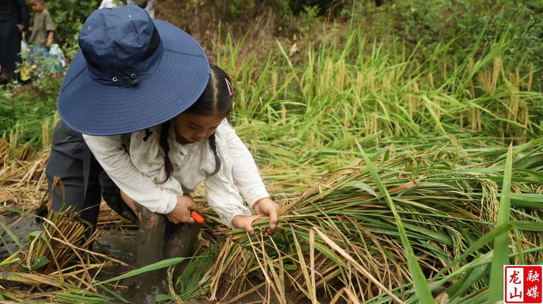 第一幼儿园开展秋收亲子劳动实践教育活动