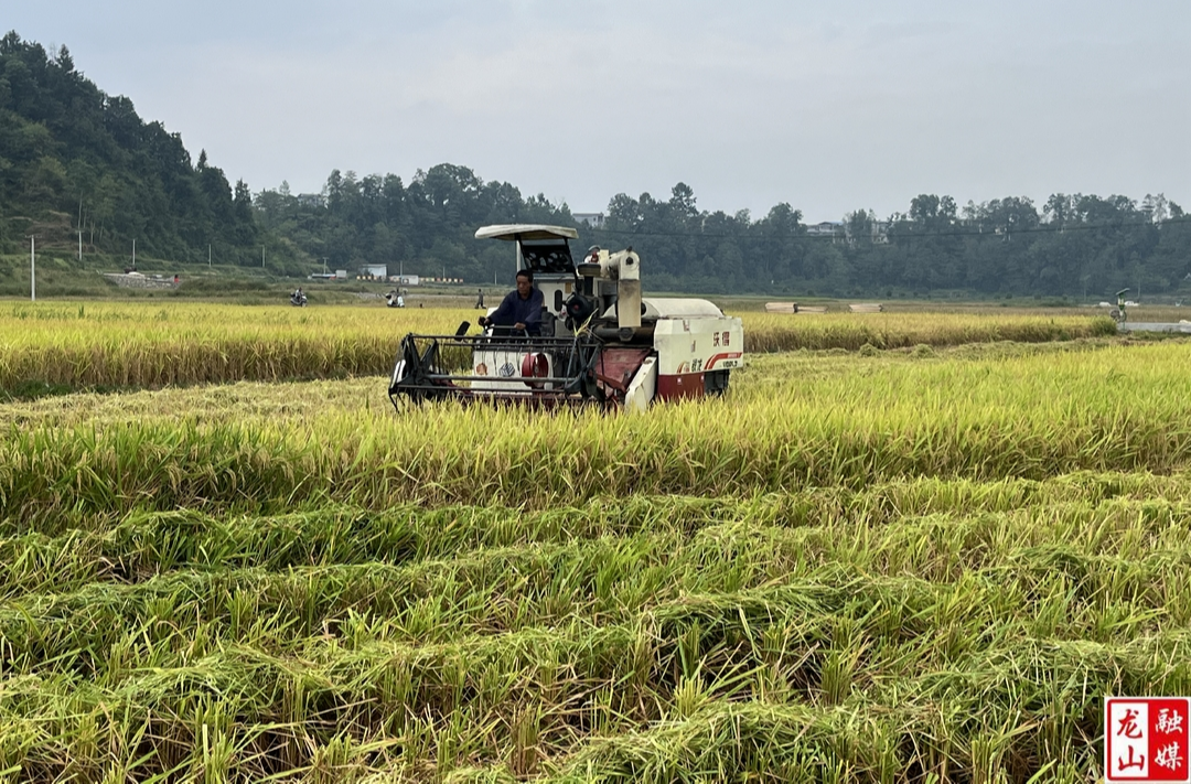 新品种区域试验水稻喜获丰收